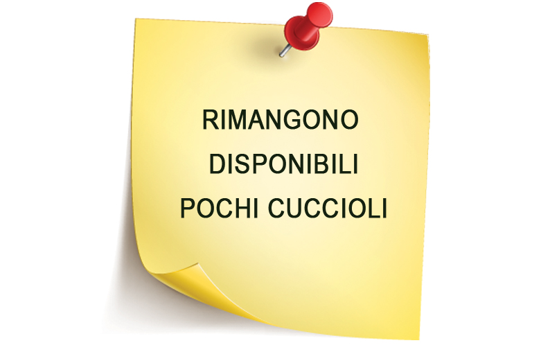 Cucciolo di gatto Bengala - Oasi Khoomfay